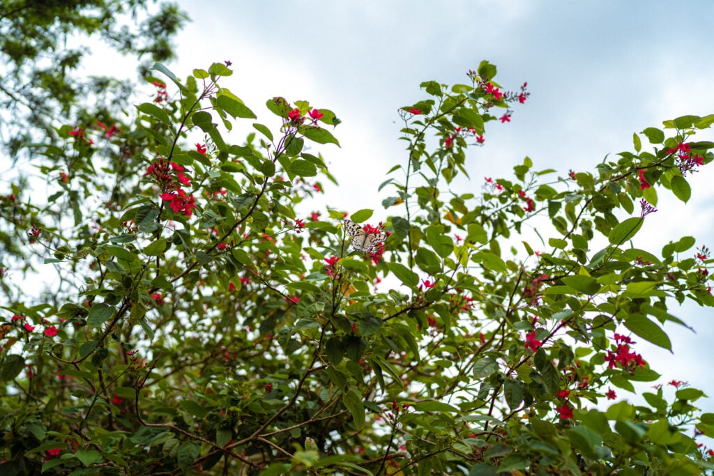 butterflies taketomi