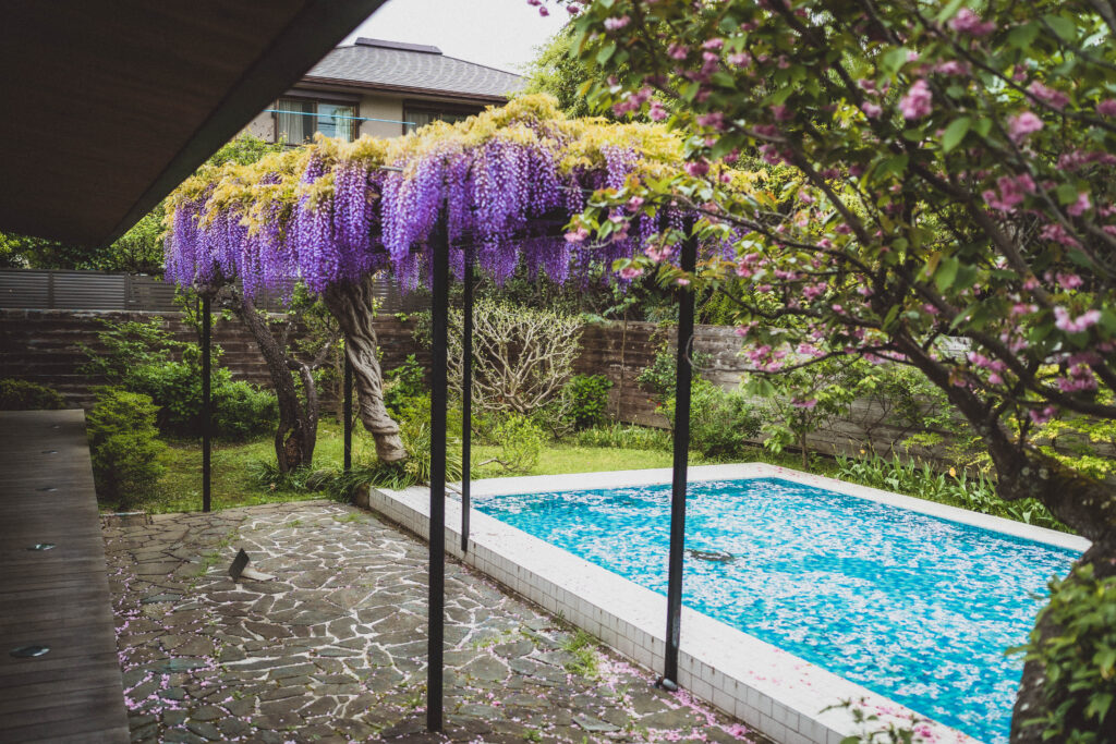 wisteria in kamakura