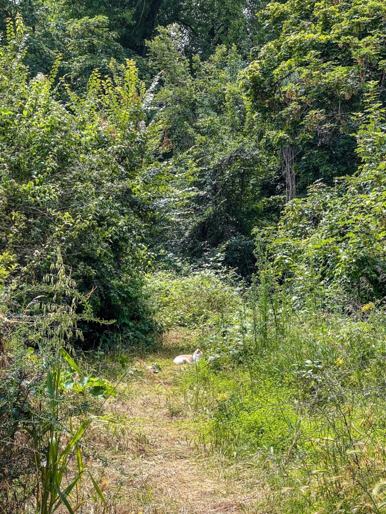 cat on ile des impressionistes