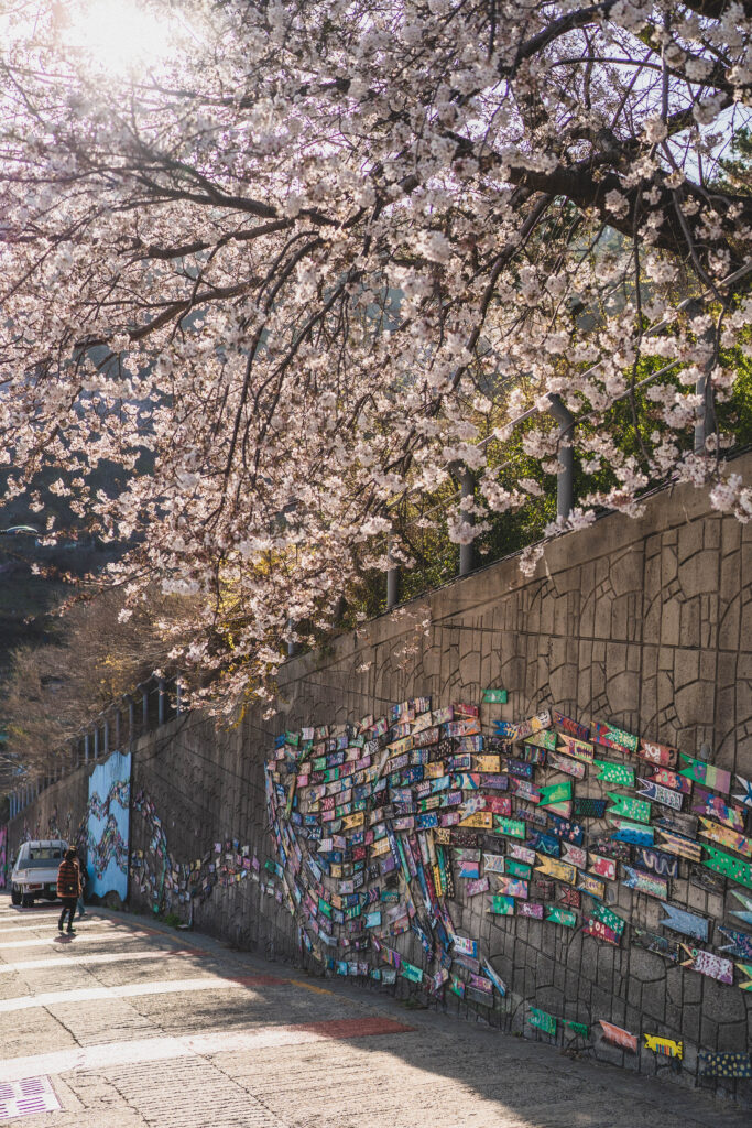cherry blossom trees at gamechon culture village