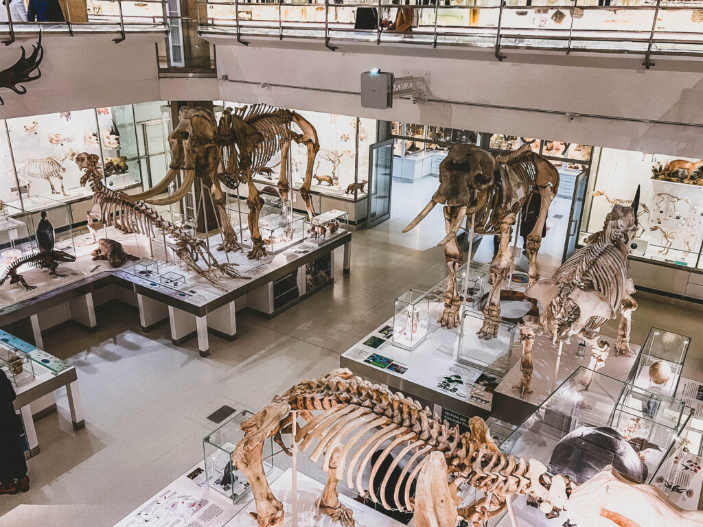 Museum of Zoology 