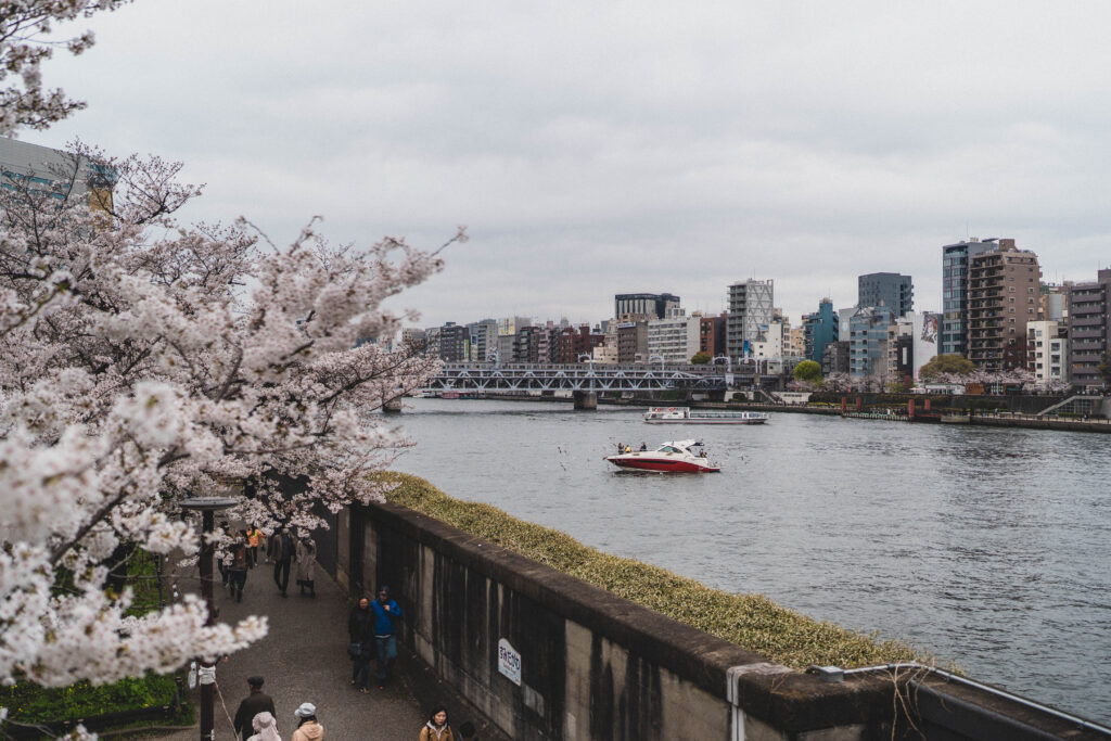cherry blossom sumida river