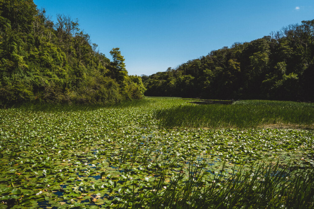 basherton lily ponds
