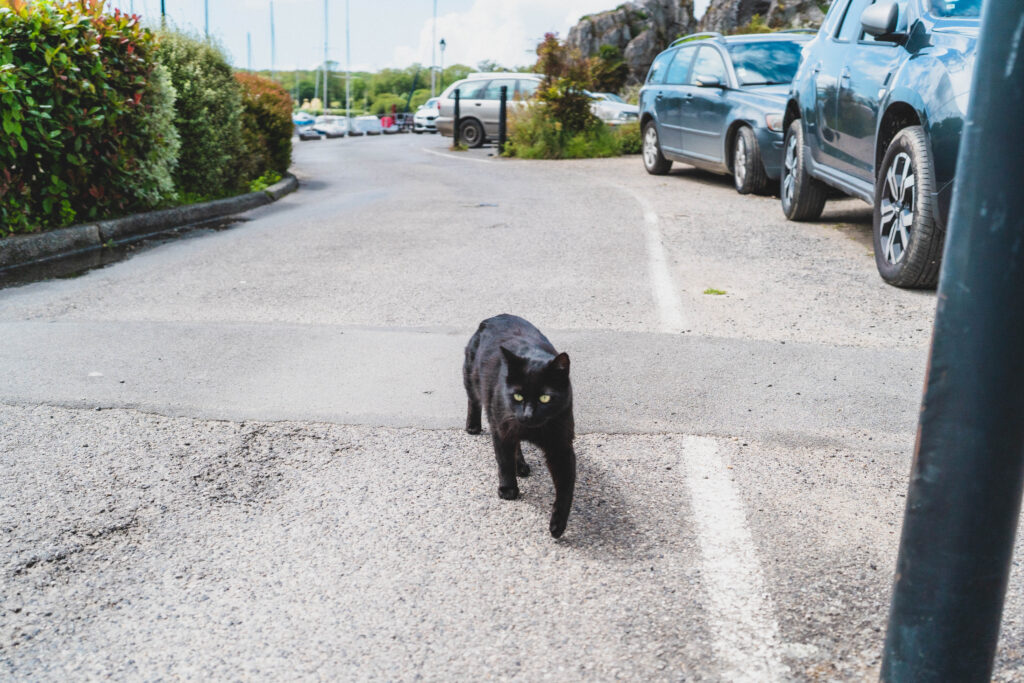cat La Roche-Bernard