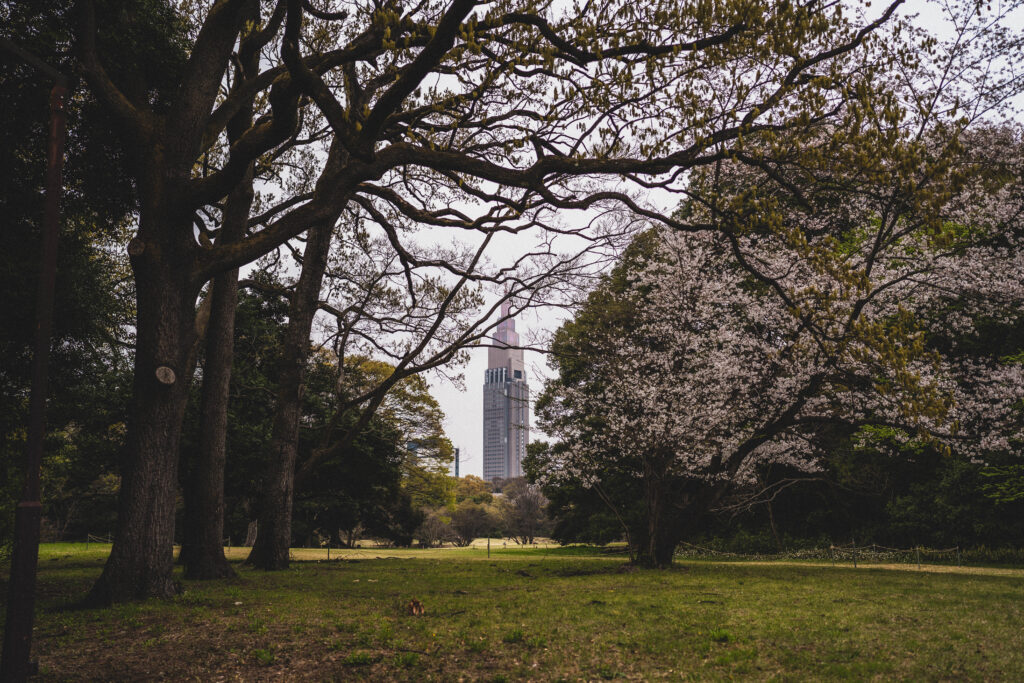 cherry blossom at meiji jingu