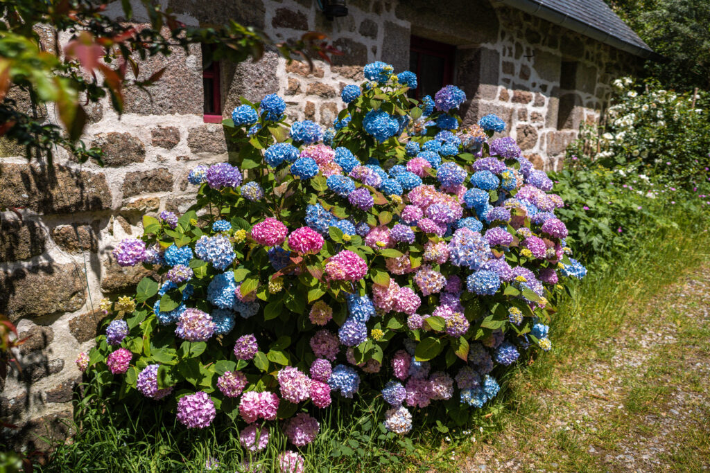 hydrangeas in brittany