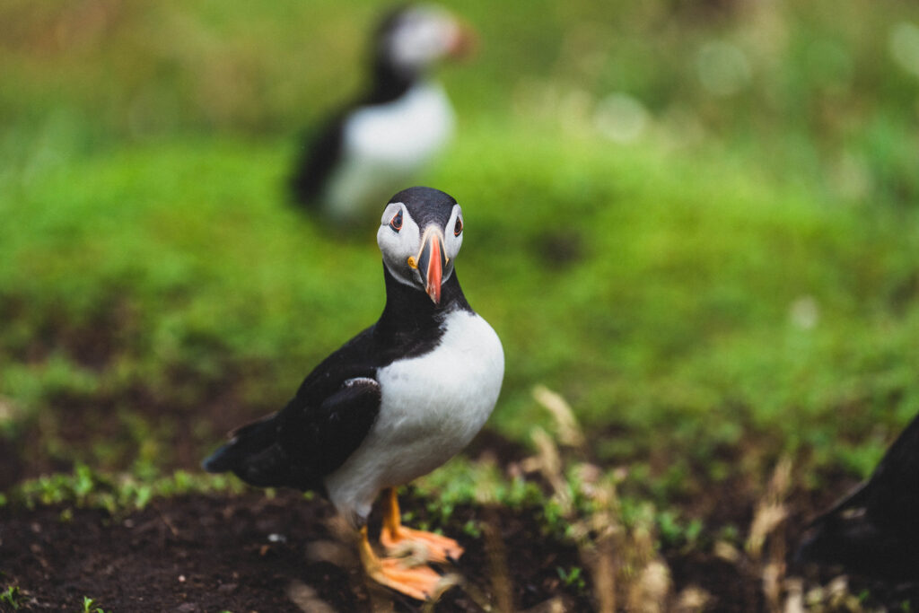 puffin skomer island