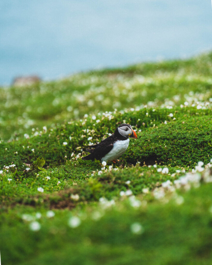 puffin on skomer