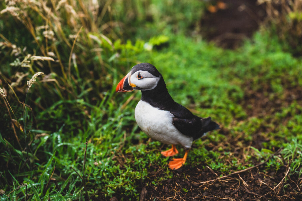 puffin on skomer island