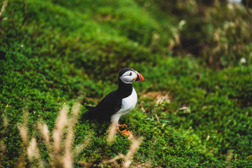 skomer puffin