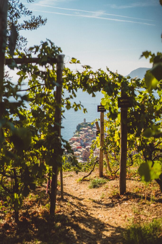 vernazza vineyard