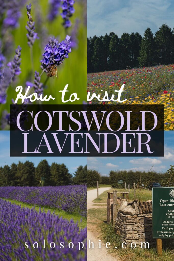 cotswold lavender