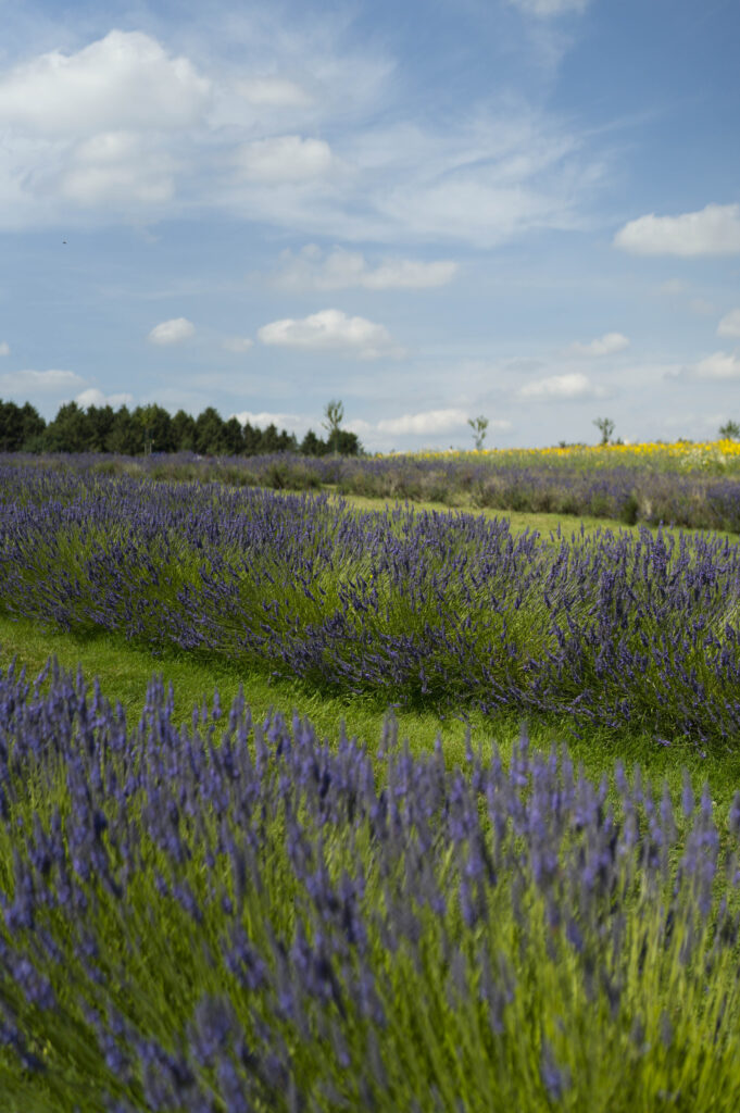 lavender field cotswold lavender