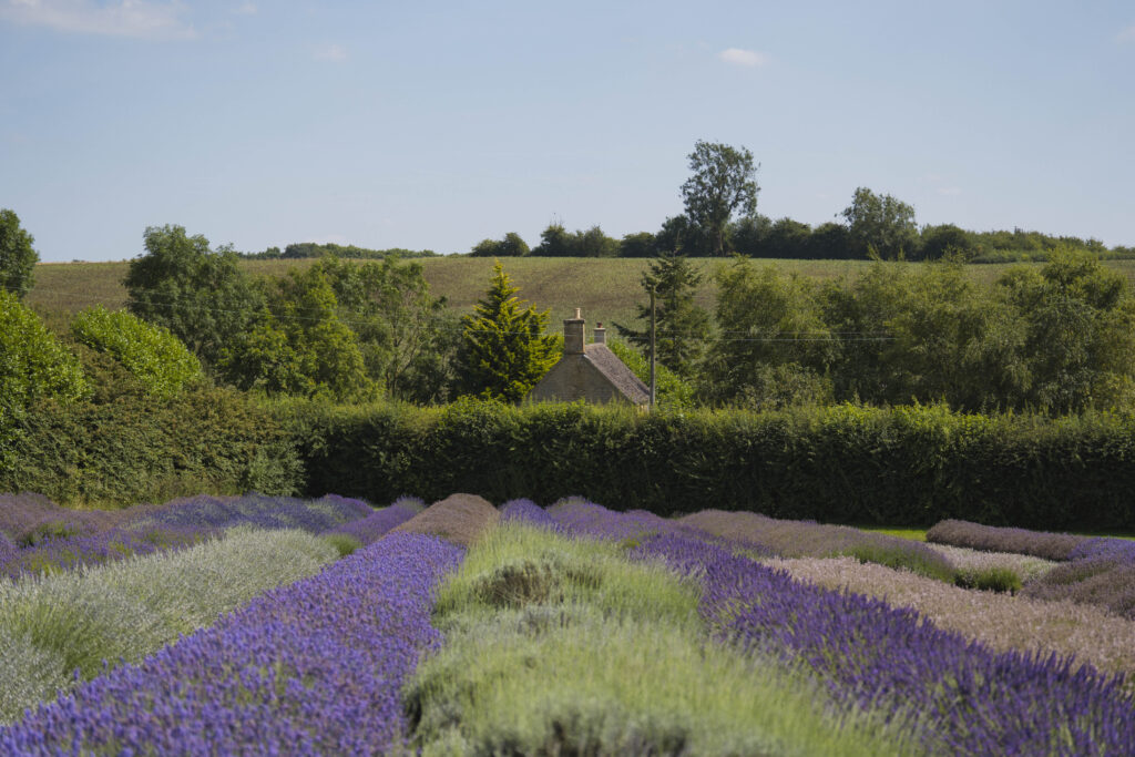 lavender fields at cotswold lavender