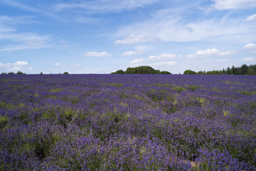 lavender field at cotswold lavender