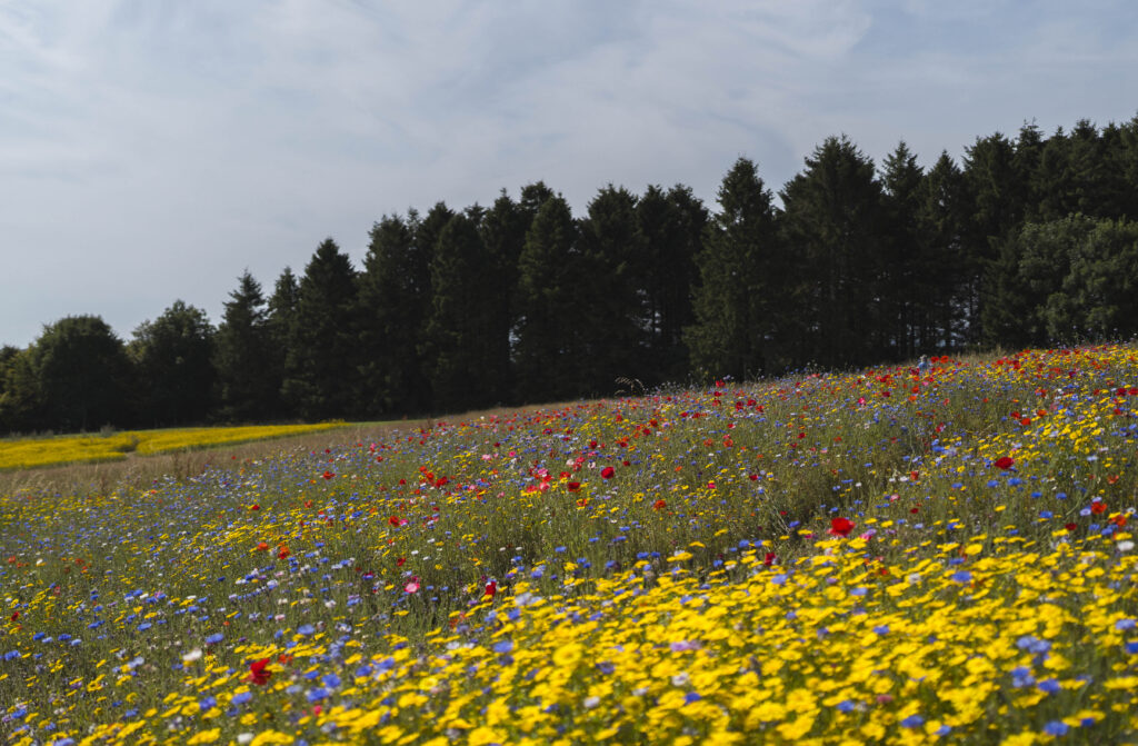 wildflower meadows at cotswold lavender