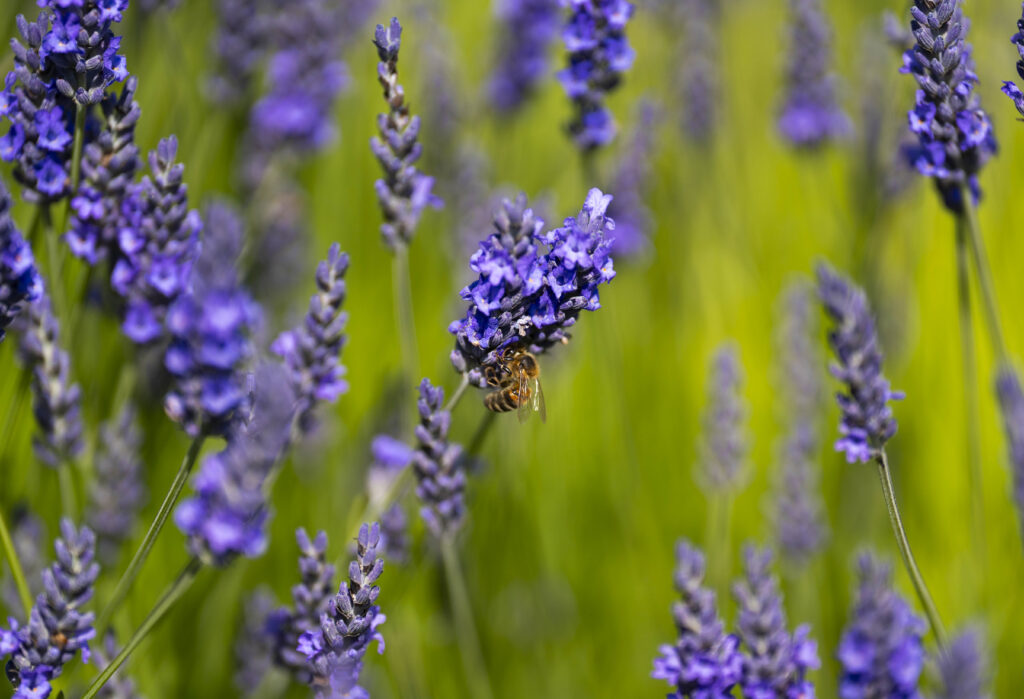 bee on lavender 