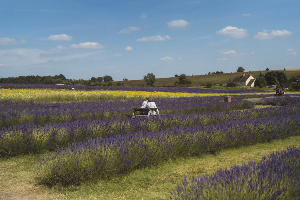 lavender field at cotswold lavender experience