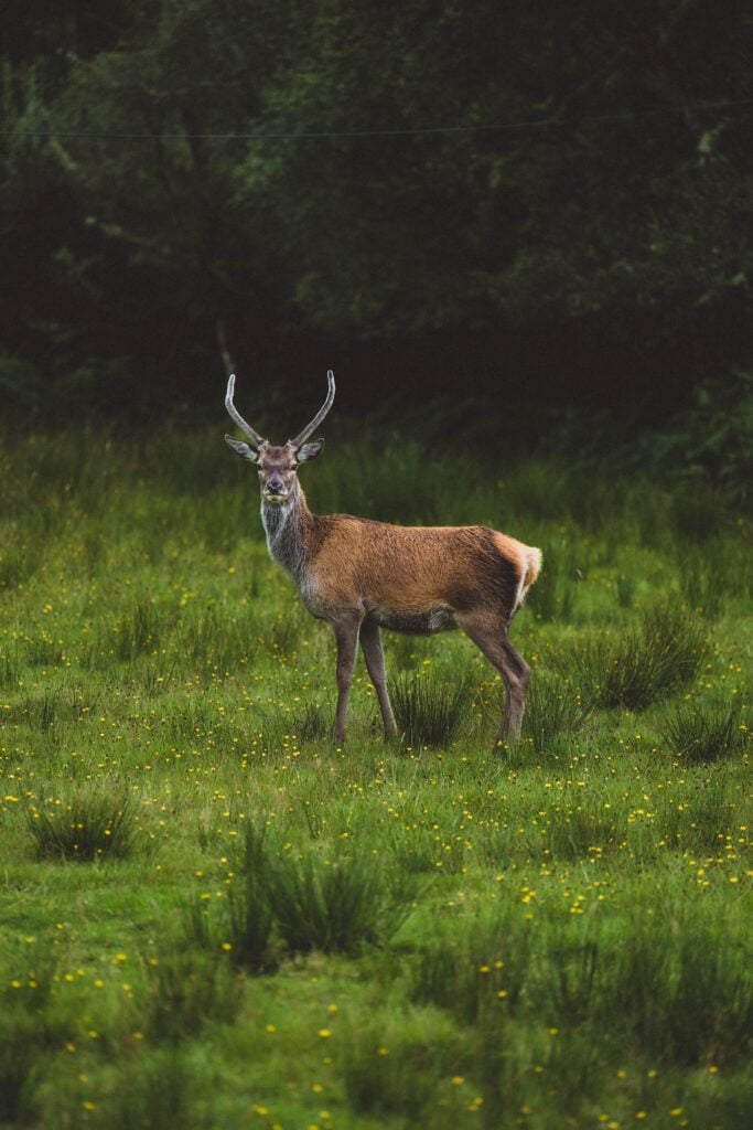 deer in the scottish highlands