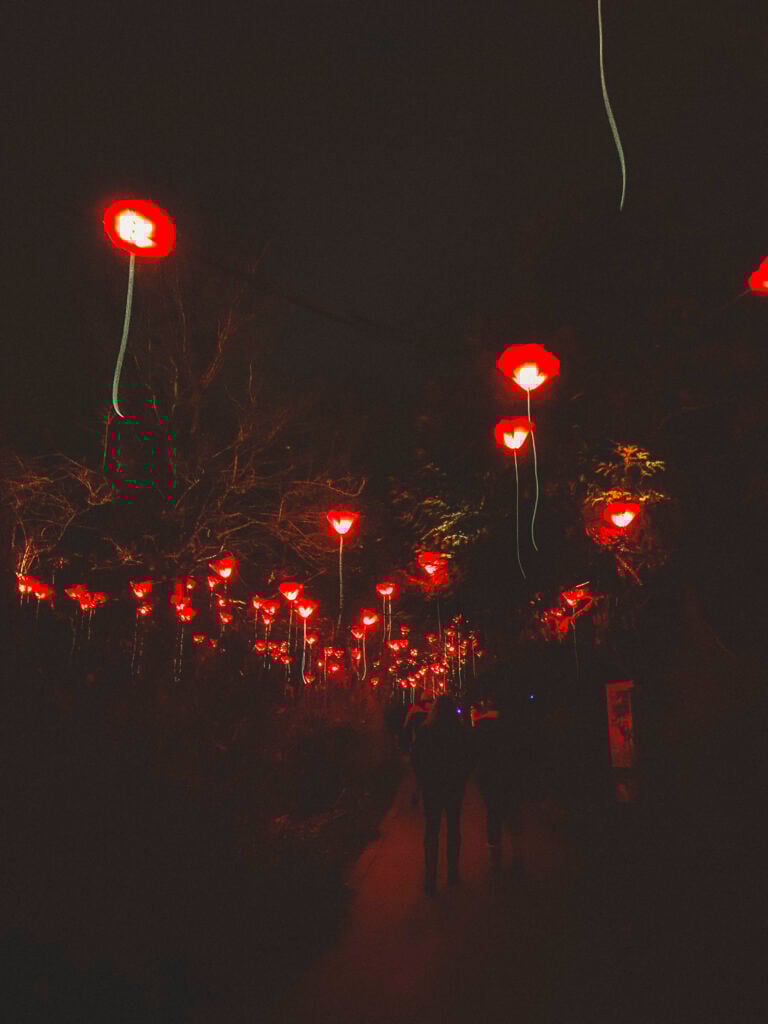 Edinburgh's botanic gardens light show, Christmas