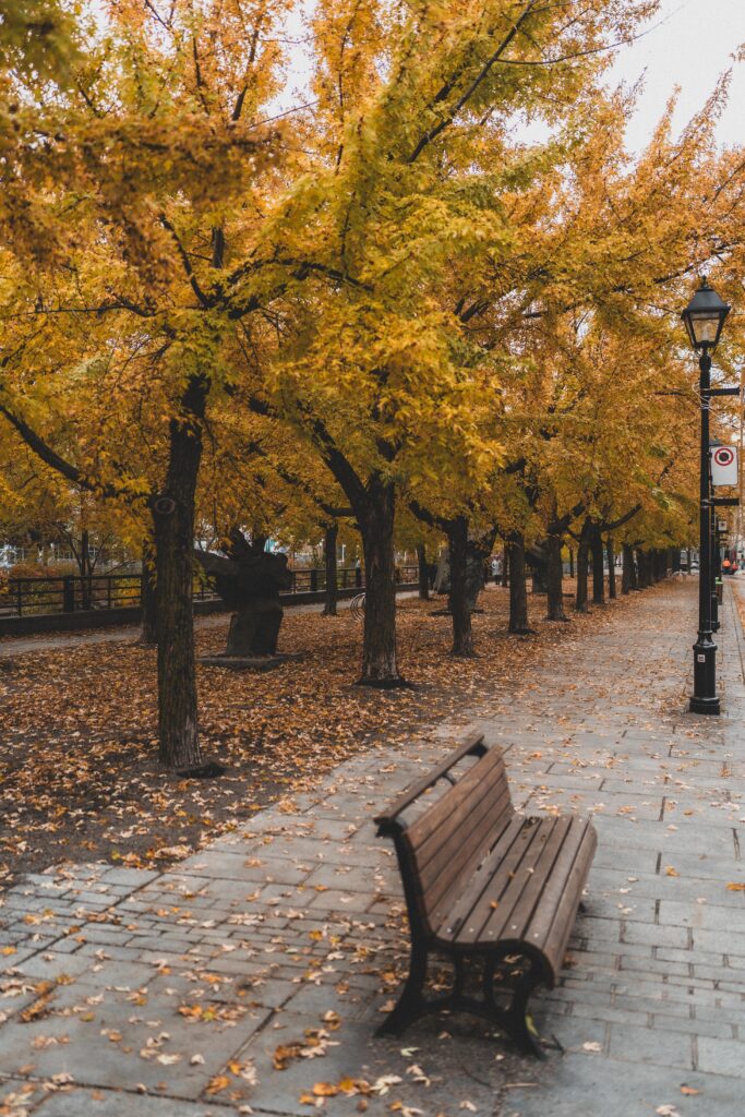 park bench fall in montreal