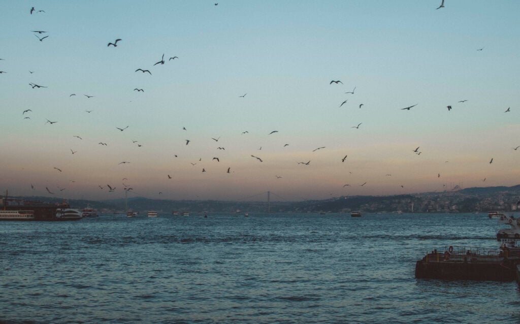view of the Golden Horn and seagulls flying over in Istanbul