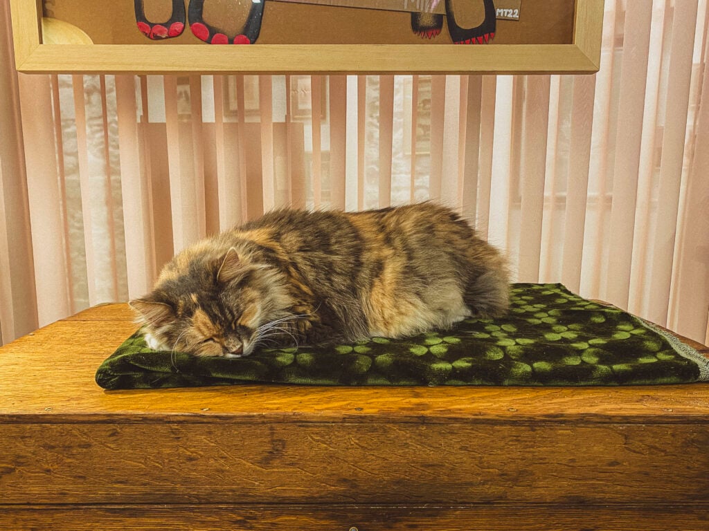 The Cat Museum Istanbul