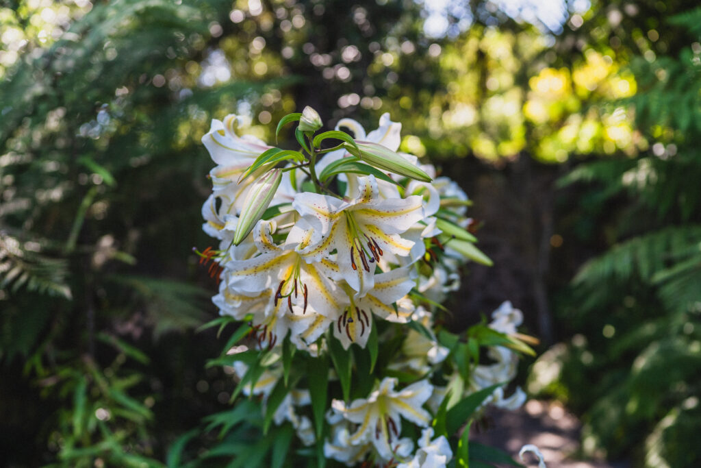 flowers in tresco gardens