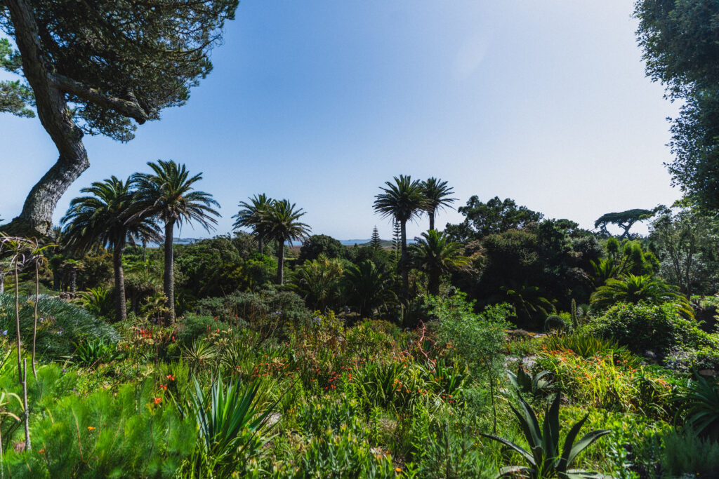 view onto exotic plants tresco abbey gadens