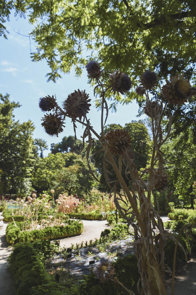 Madrid's Royal Botanic Gardens