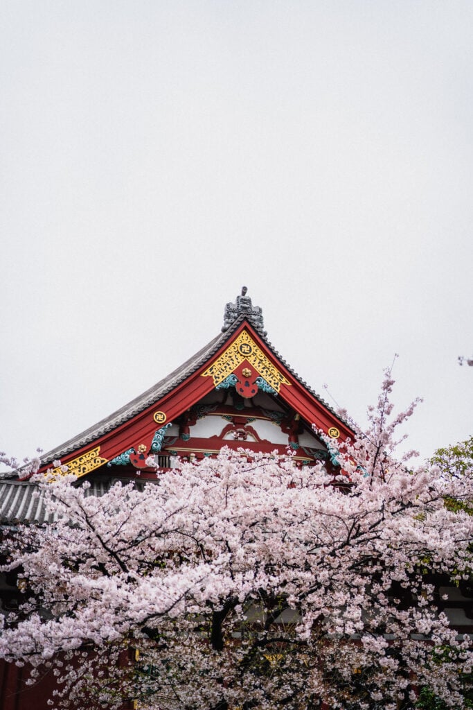 asakusa cherry blossom