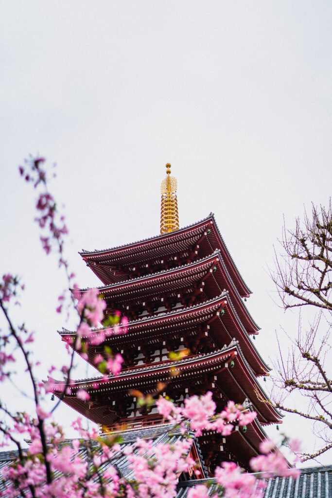 cherry blossom asakusa