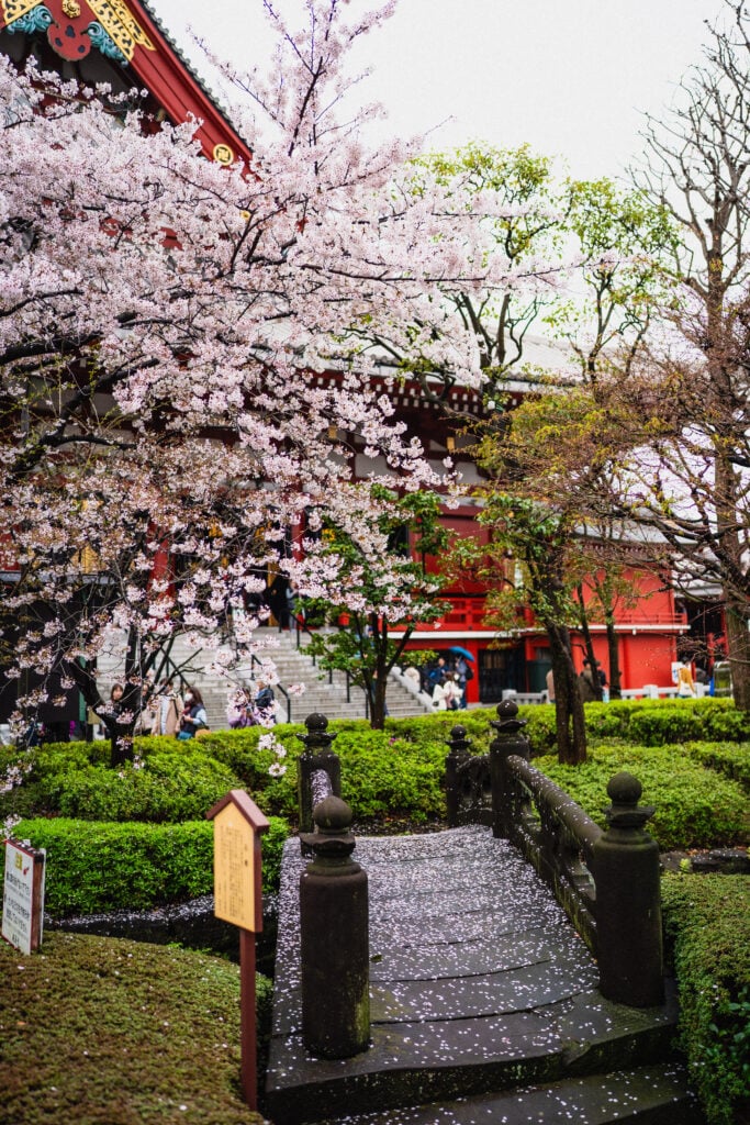 cherry blossom asakusa
