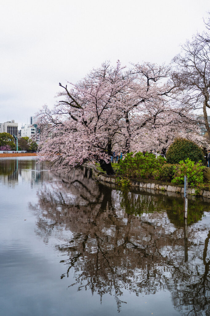 ueno park blossom
