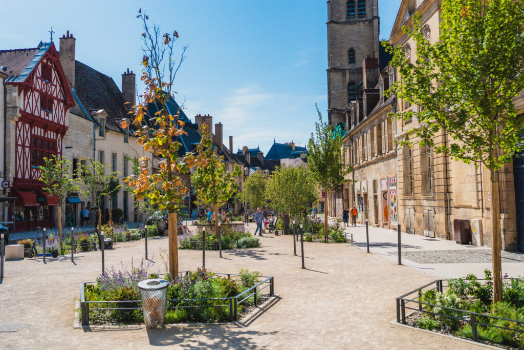 dijon square