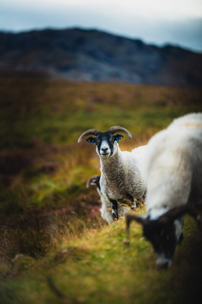 sheep in glencoe
