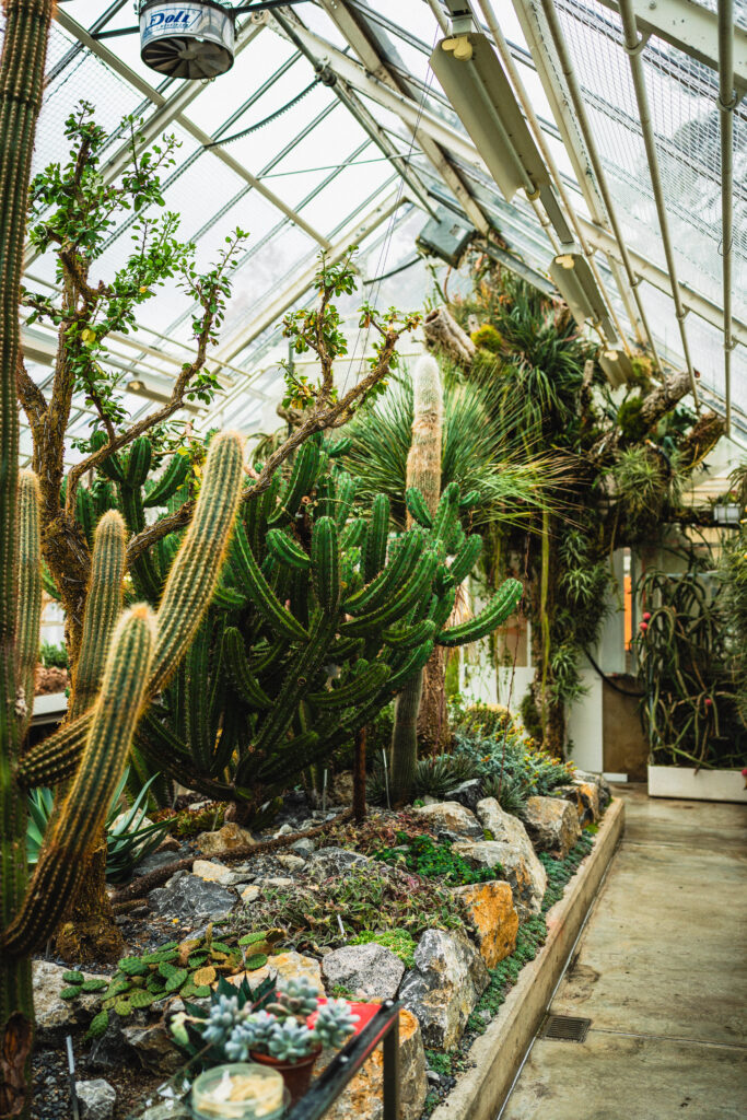 Zurich Succulent Plant Collection plants