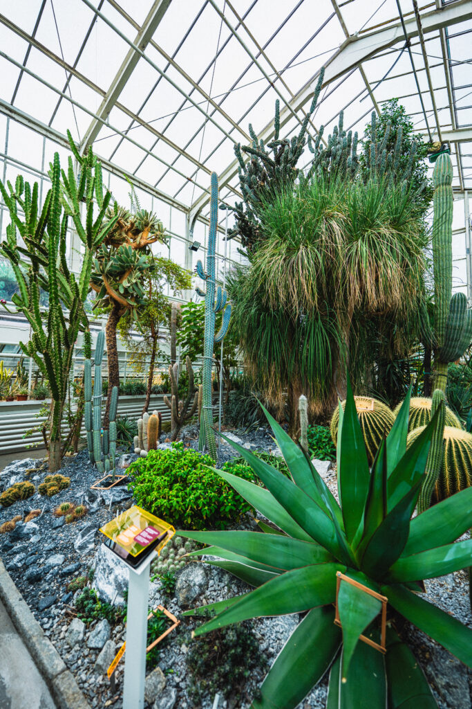 Zurich Succulent Plant Collection plants