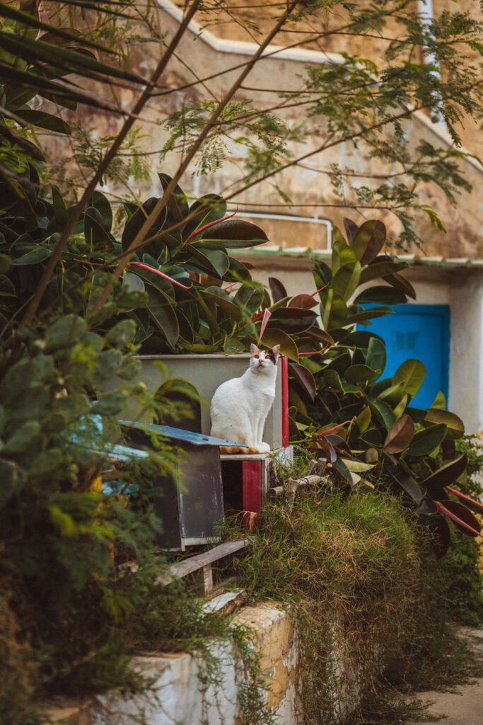 cat in valletta
