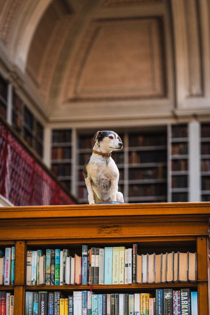 dog in lit and phil newcastle