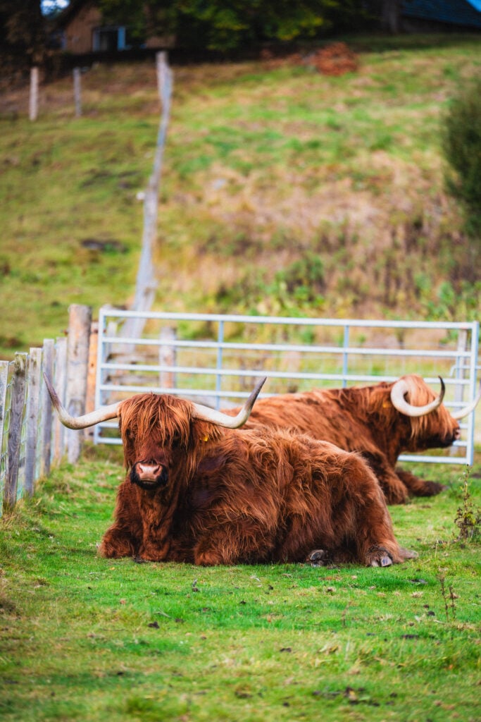 cows in dufftown