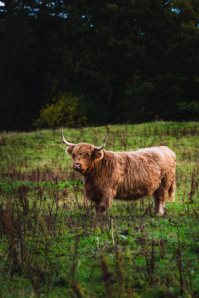 dufftown highland cow