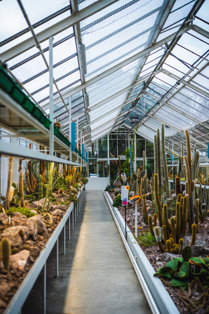 Zurich Succulent Plant Collection