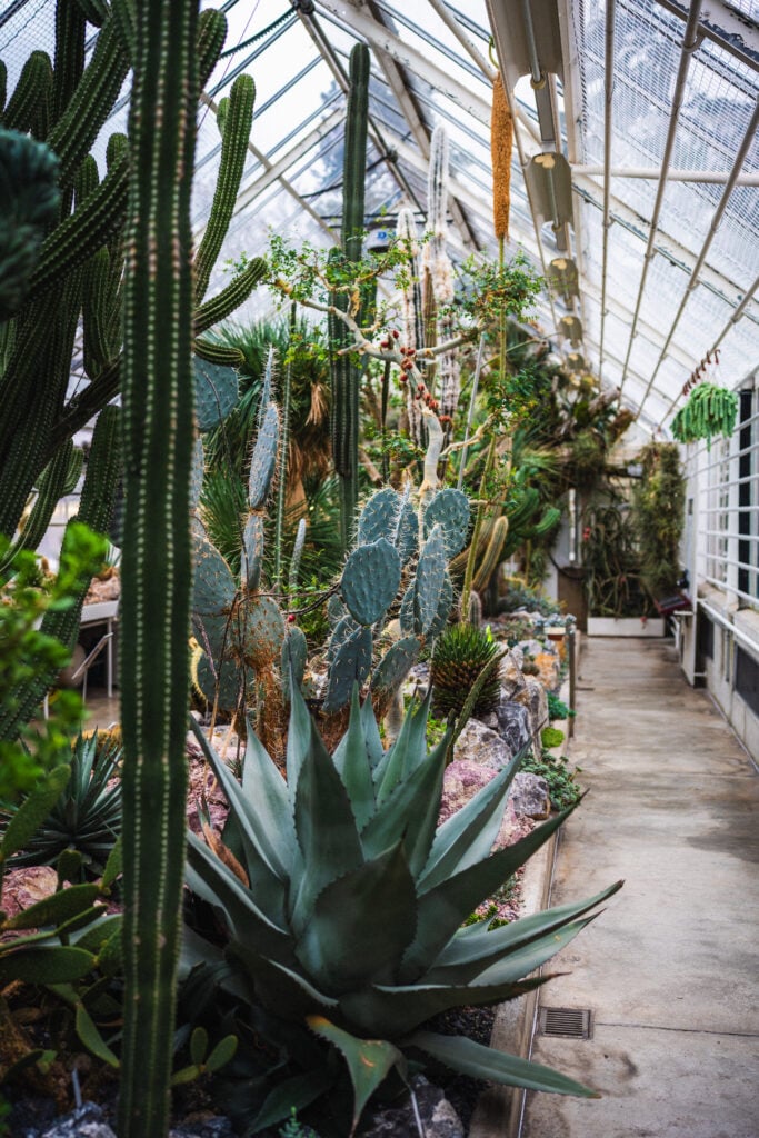 Zurich Succulent Plant Collection