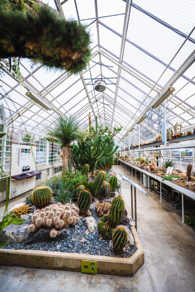 Zurich Succulent Plant Collection