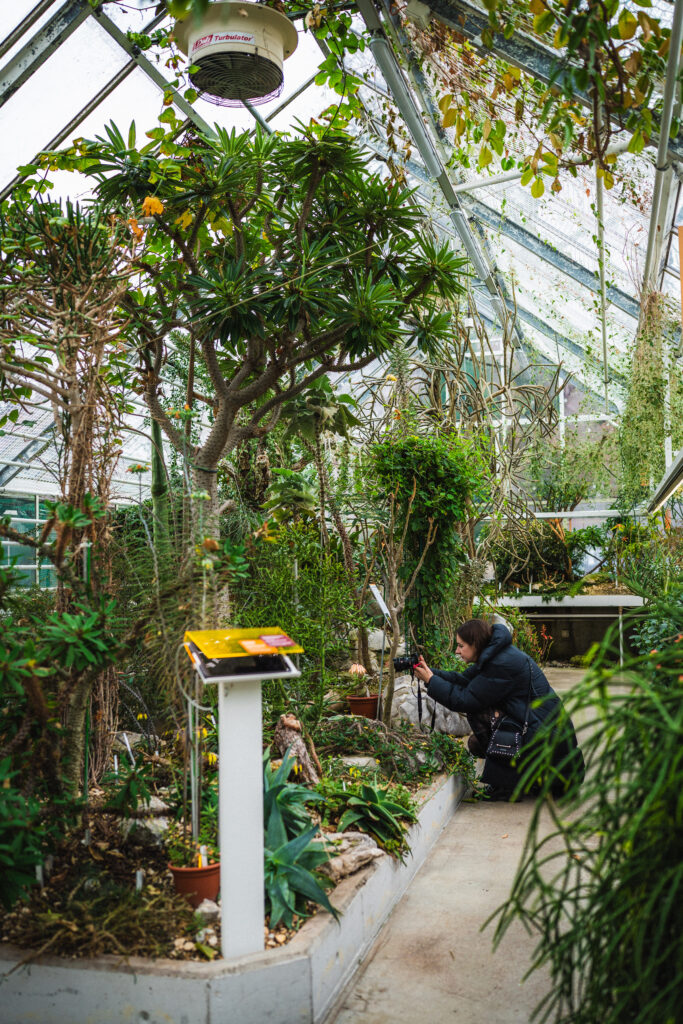 Zurich Succulent Plant Collection