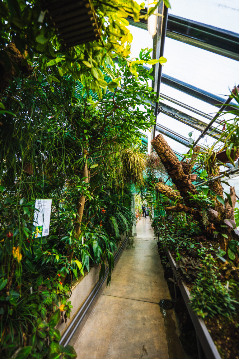 Zurich Succulent Plant Collection