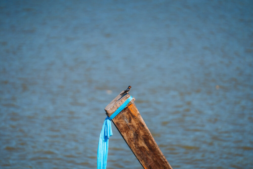 barn swallow by the pak nam river