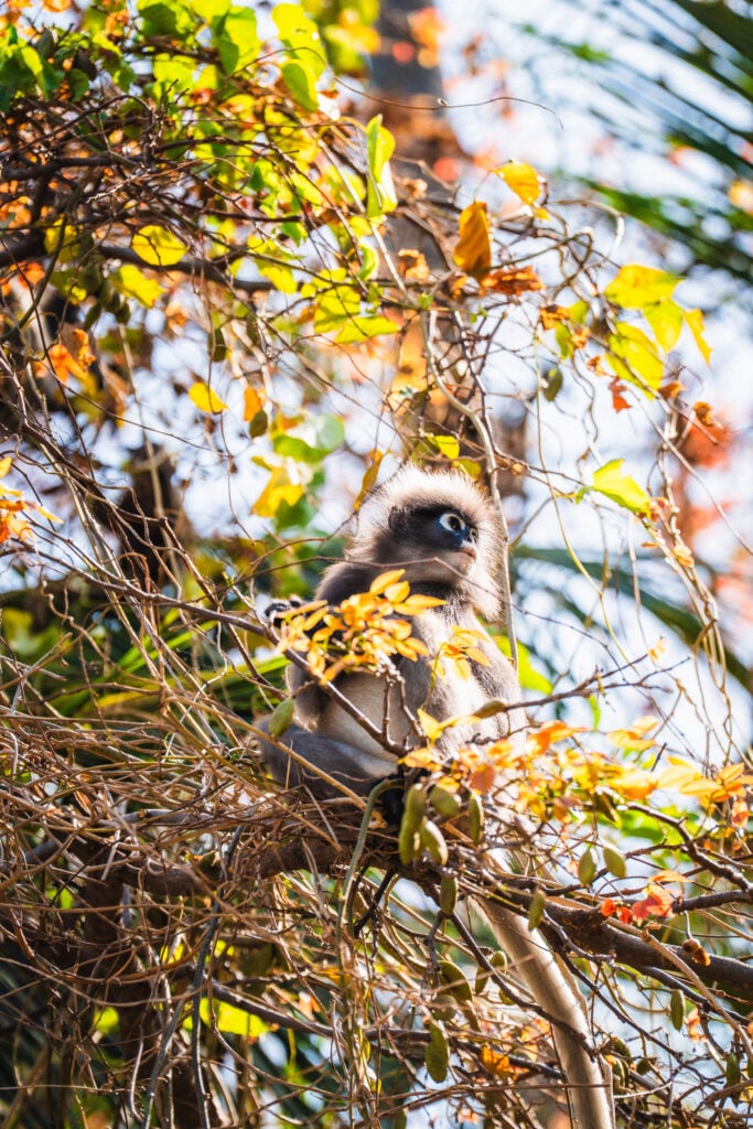 dusky leaf monkey thailand