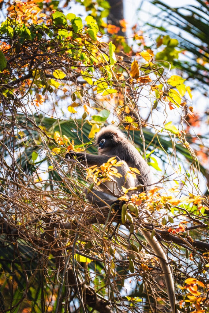 dusky leaf monkey krabi
